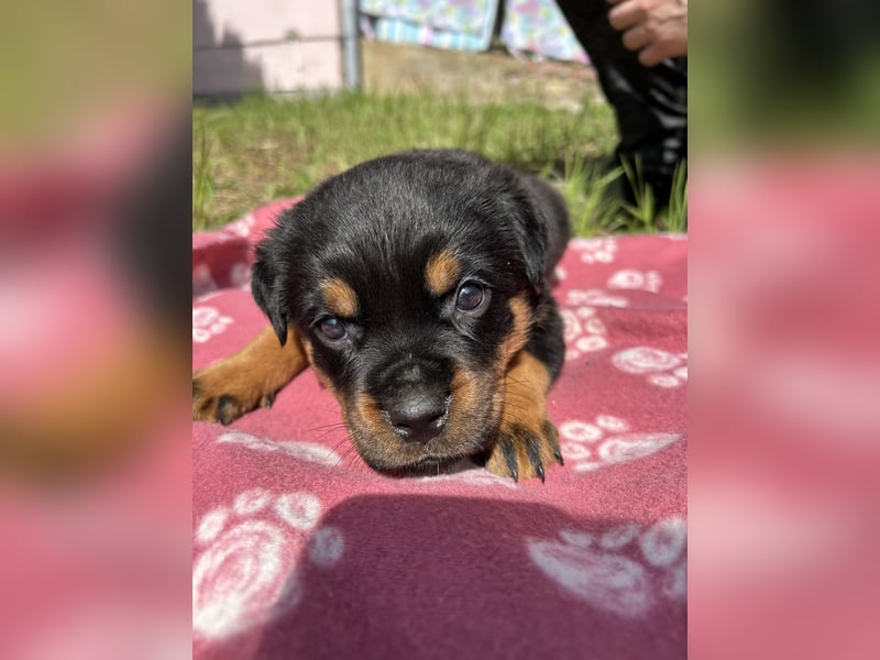 Reinrassige Rottweiler Welpen , Sportliche leistung Zucht