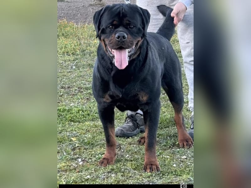 Reinrassige Rottweiler Welpen , Sportliche leistung Zucht