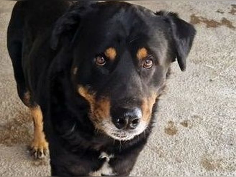Balu, in sich ruhender angenehmer Zeitgenosse sucht Zuhause
