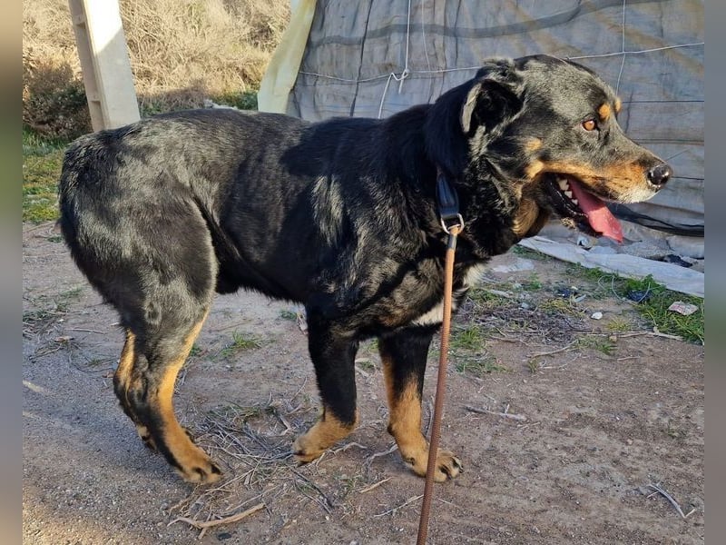 Balu, in sich ruhender angenehmer Zeitgenosse sucht Zuhause