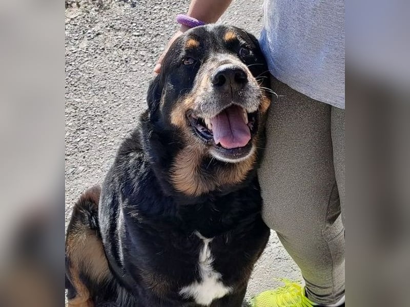 Balu, in sich ruhender angenehmer Zeitgenosse sucht Zuhause