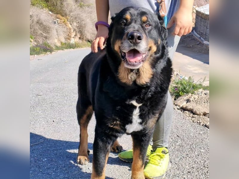 Balu, in sich ruhender angenehmer Zeitgenosse sucht Zuhause