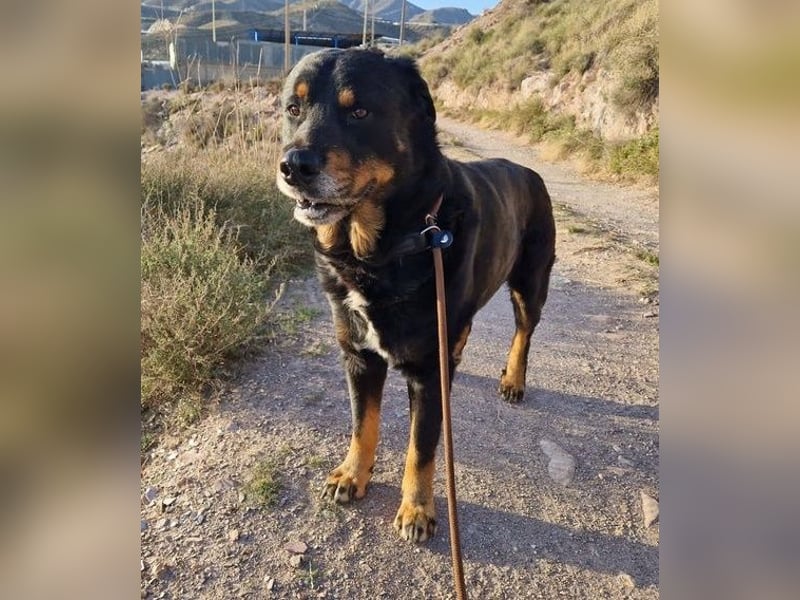 Balu, in sich ruhender angenehmer Zeitgenosse sucht Zuhause