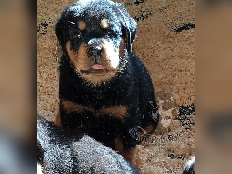 Rottweiler Welpen mit Papiere - Rüde