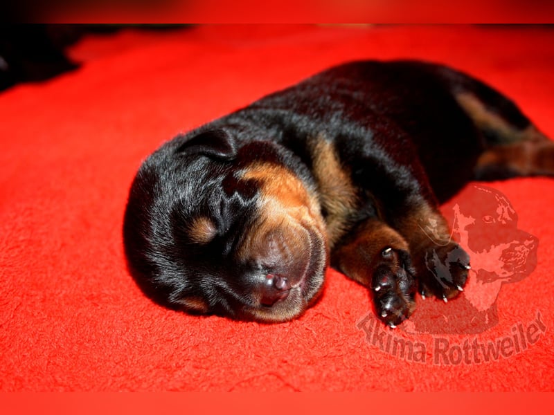 Rottweiler Welpen  Aptil 2025