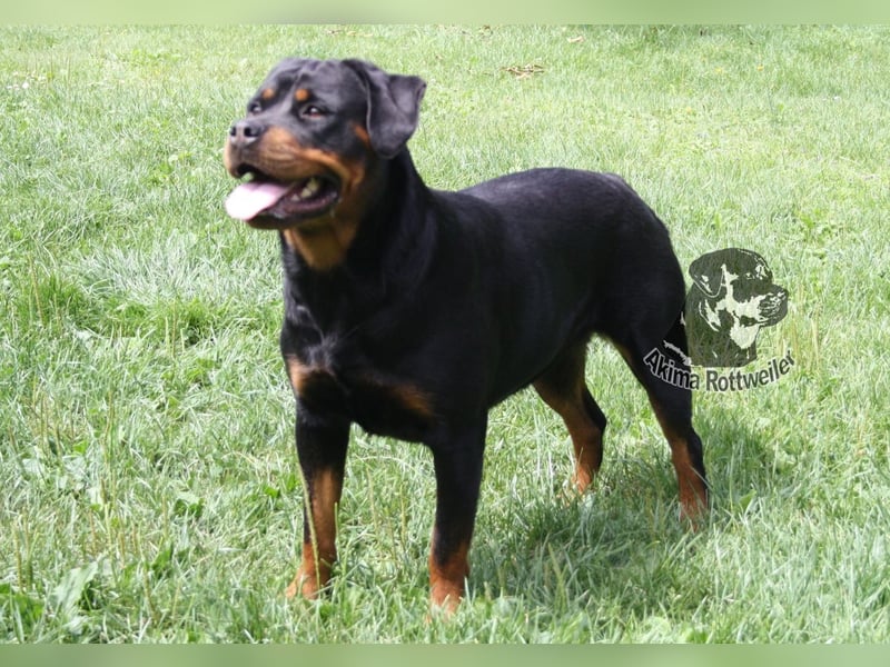 Rottweiler Welpen mit Papiere - Rüde