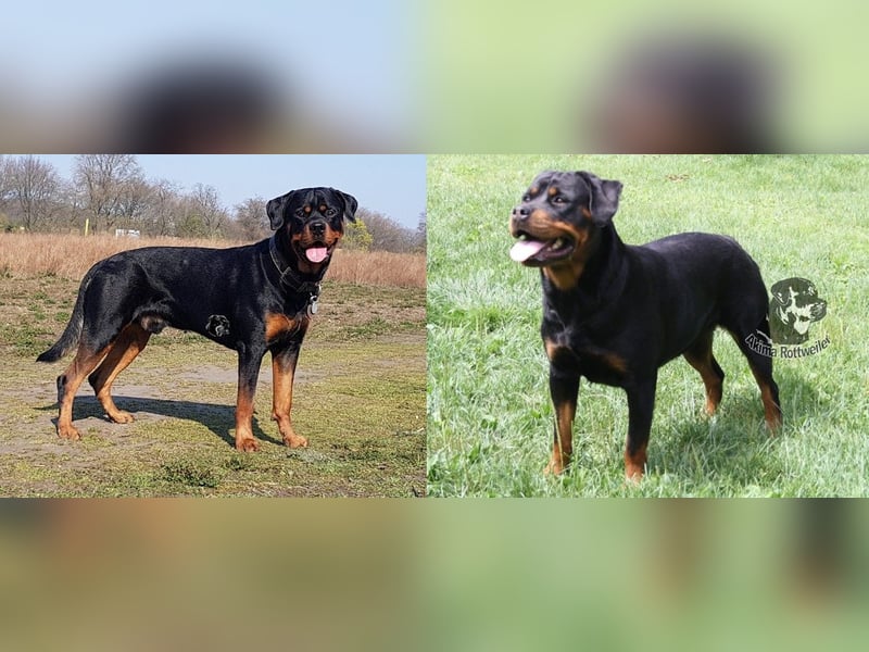 Rottweiler Welpen  Aptil 2025
