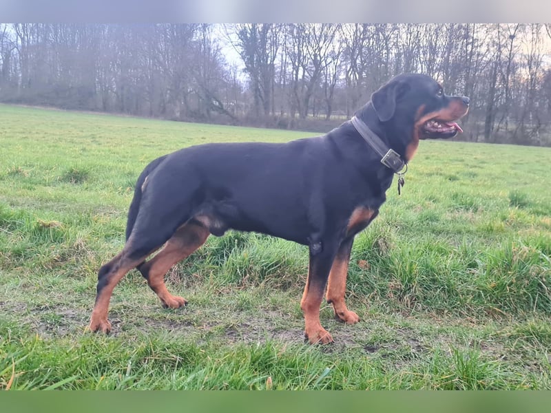 Rottweiler Welpen mit Papiere - Rüde