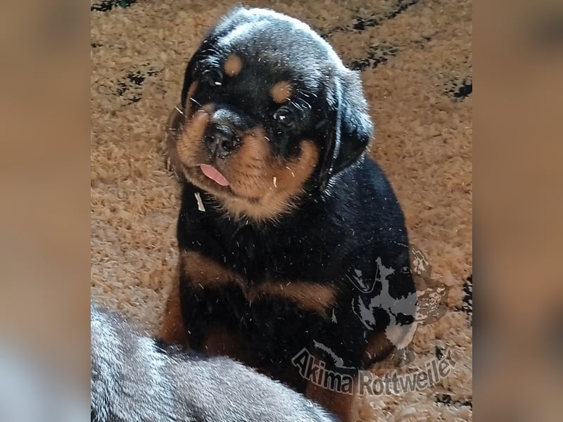Rottweiler Welpen mit Papiere - Rüde