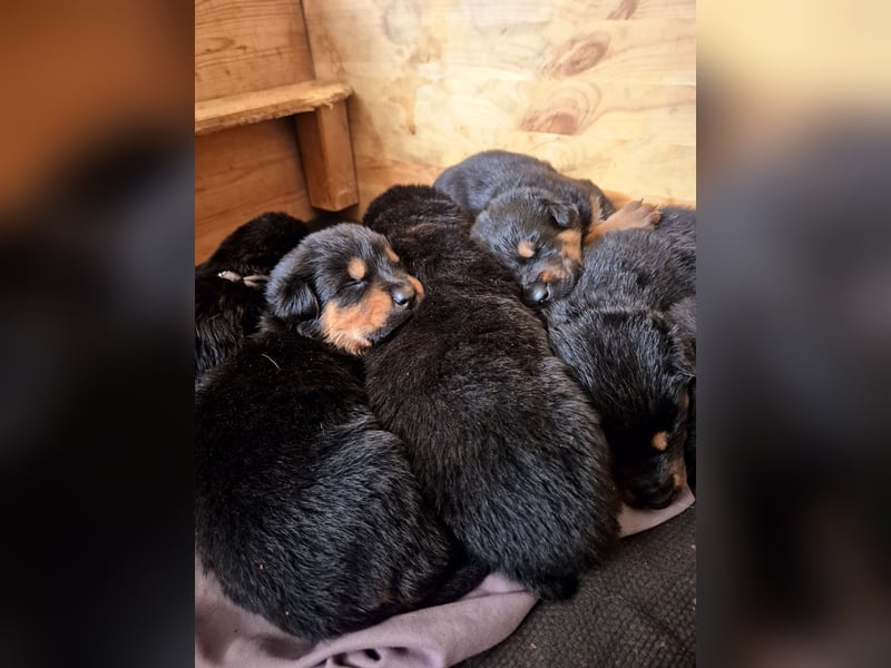 Rottweiler Schäferhund Mischling
