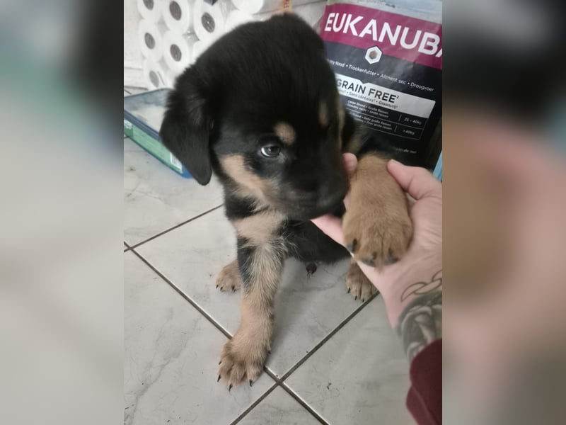 Rottweiler Schäferhund Mischling