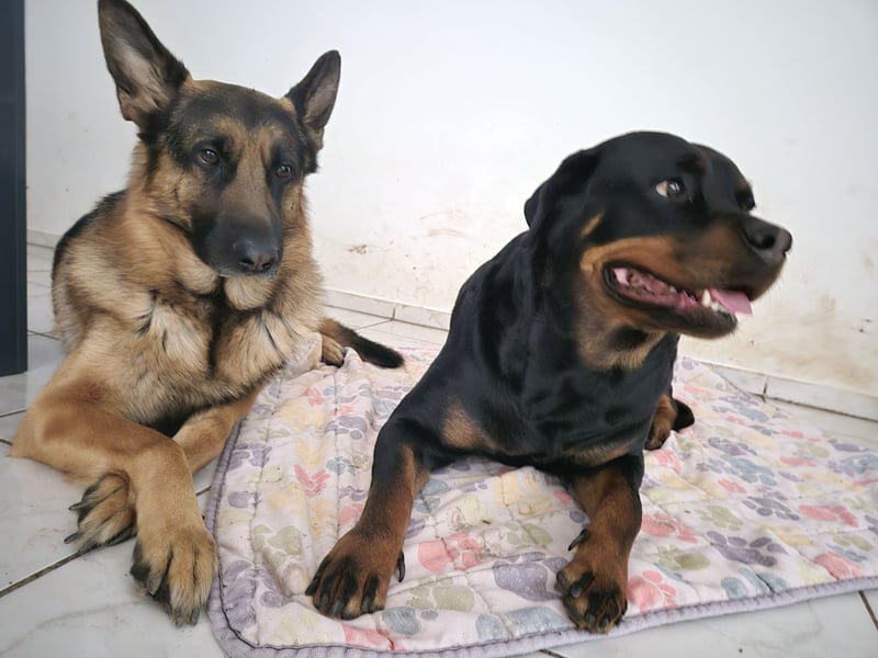 Rottweiler Schäferhund Mischling