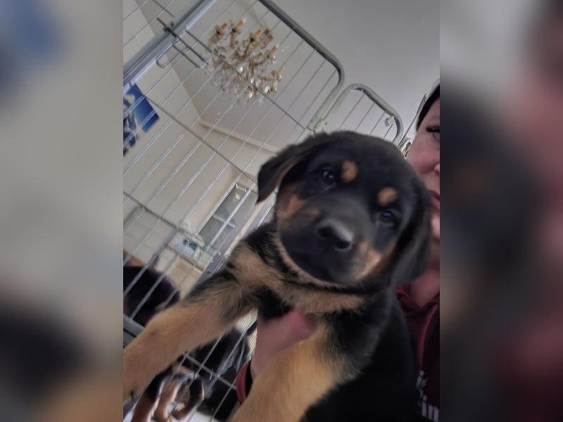 Rottweiler Schäferhund Mischling