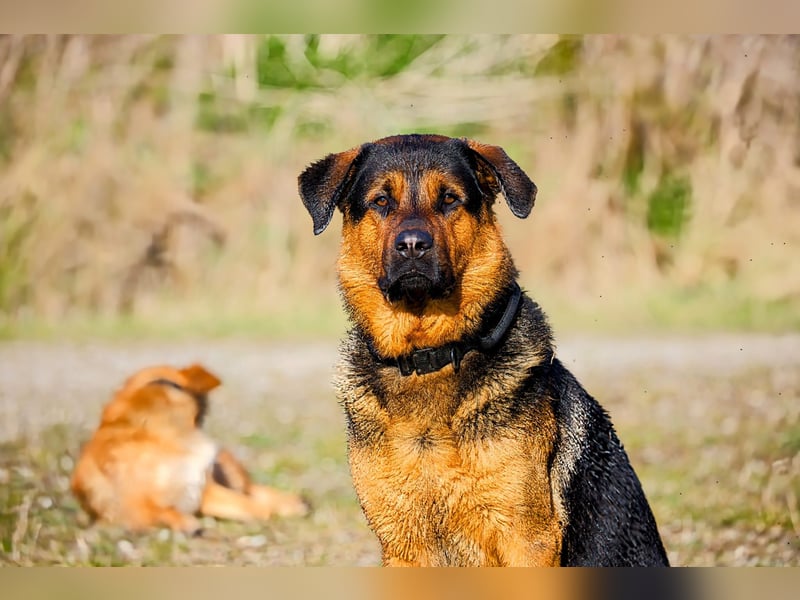 Rottweiler Schäferhund Mischling