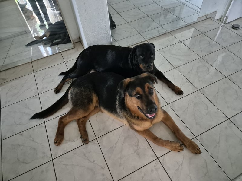 Rottweiler Schäferhund Mischling