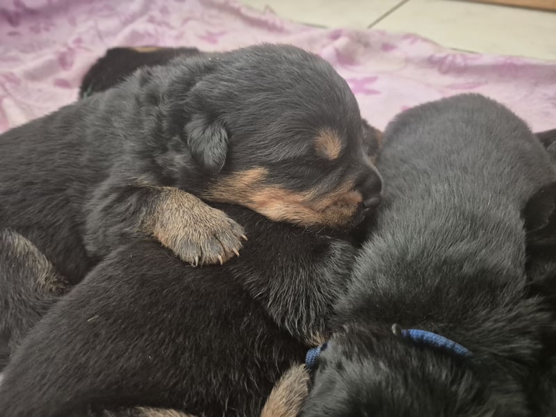 Rottweiler Schäferhund Mischling