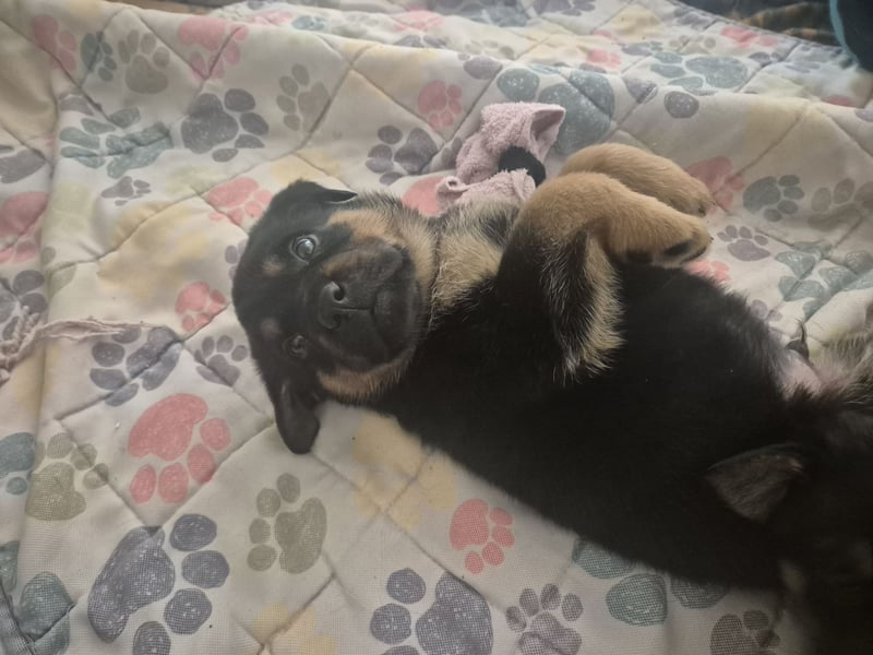 Rottweiler Schäferhund Mischling