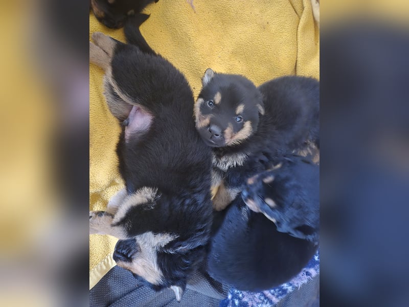 Rottweiler Schäferhund Mischling