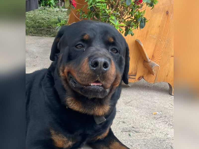 Diego