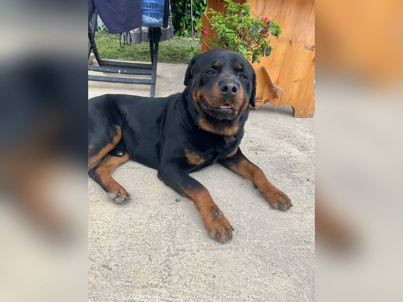 Diego