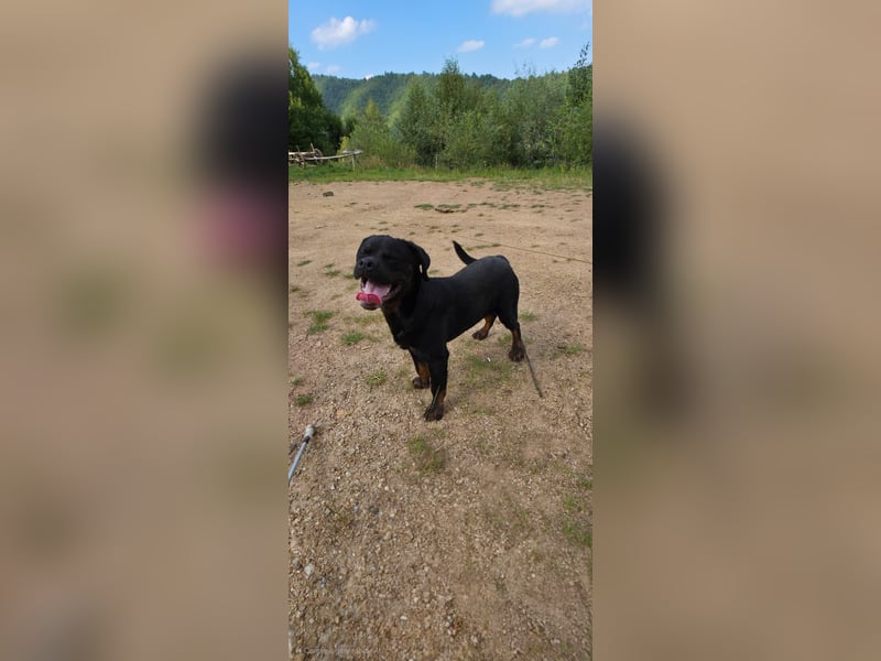 Rottweiler