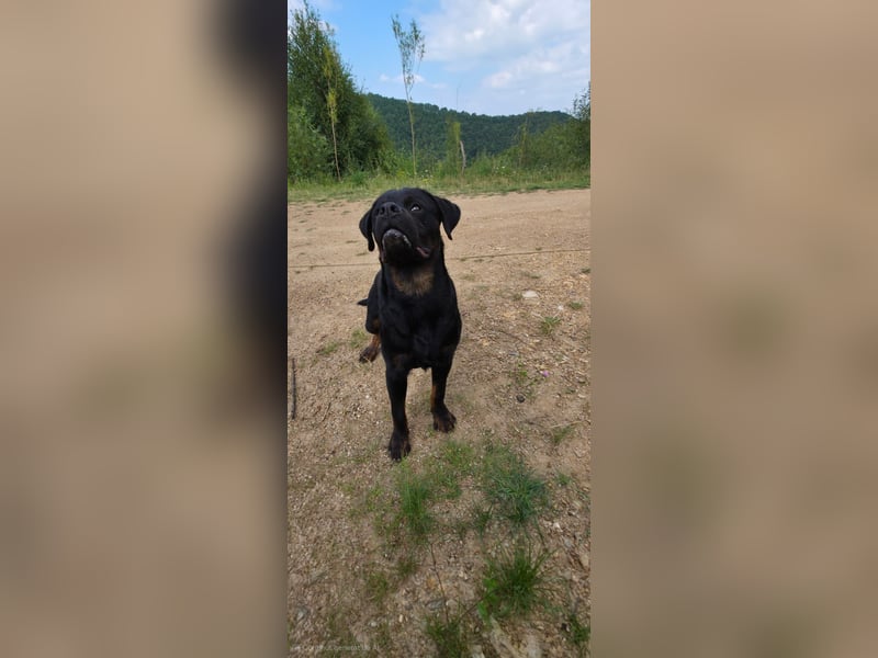 Rottweiler