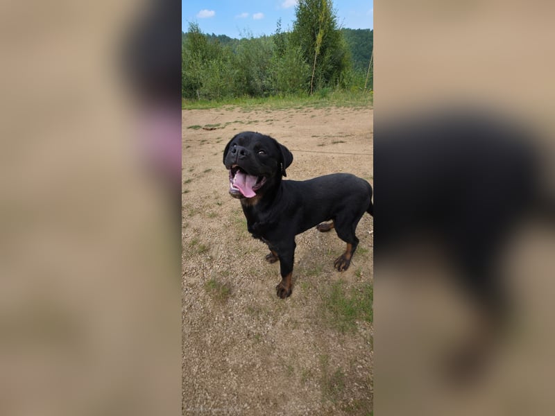 Rottweiler