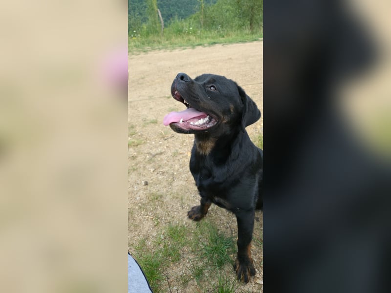 Rottweiler