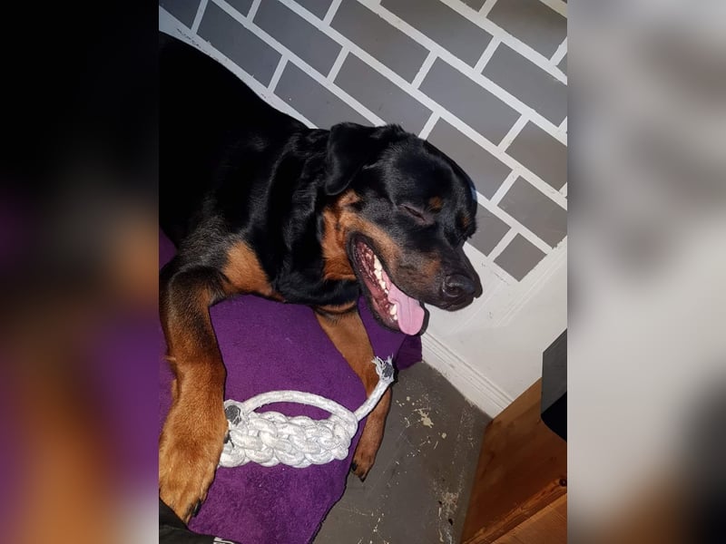 Liebevoller Rottweiler dringend abzugeben