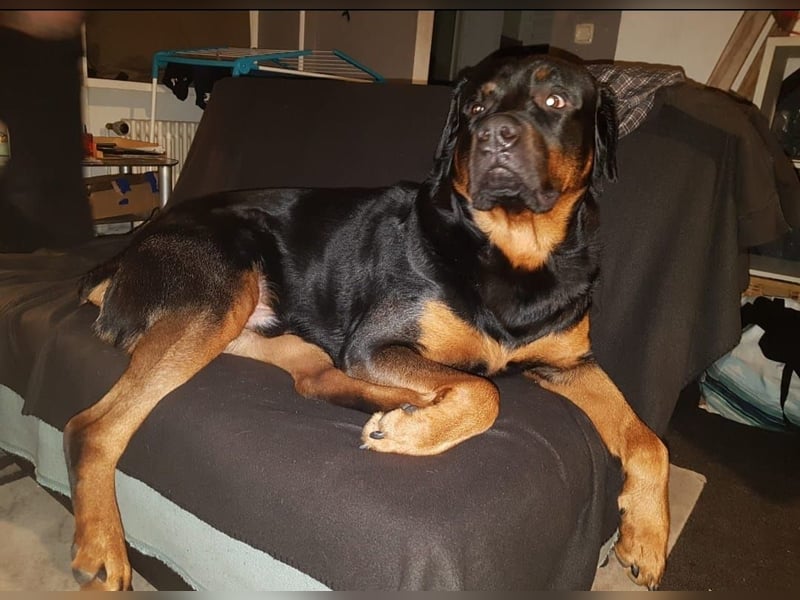 Liebevoller Rottweiler dringend abzugeben