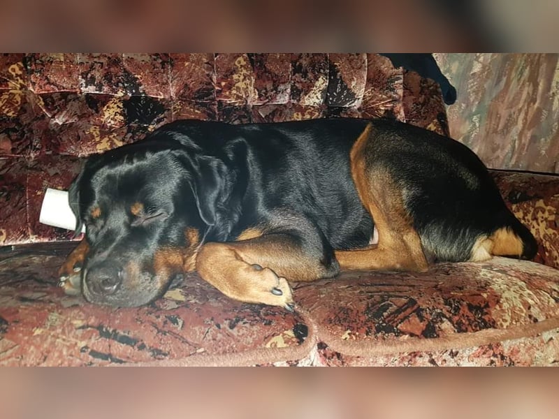 Liebevoller Rottweiler dringend abzugeben