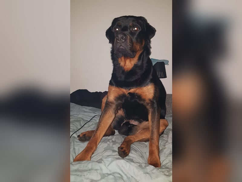 Liebevoller Rottweiler dringend abzugeben
