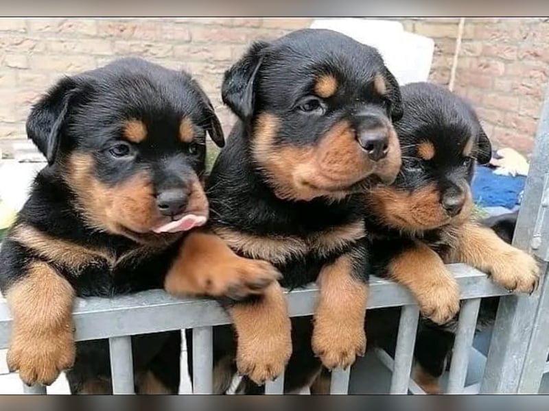 Reinrassiger Rottweiler Welpen