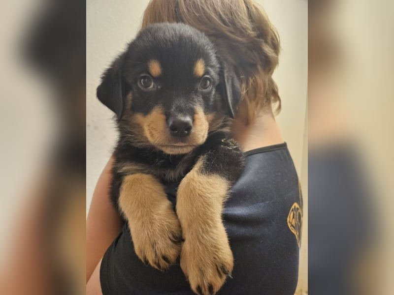 Schöne Rottweiler-Welpen