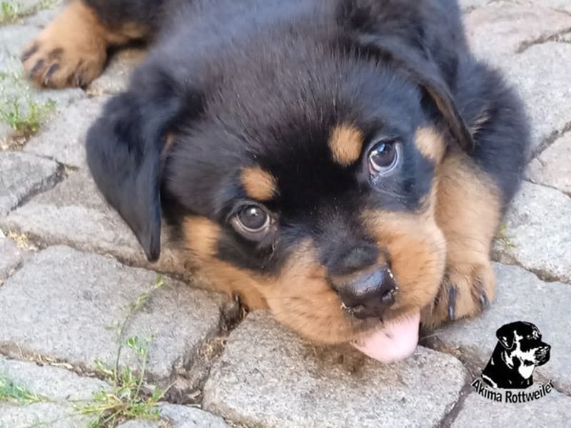Schöne Rottweiler-Welpen
