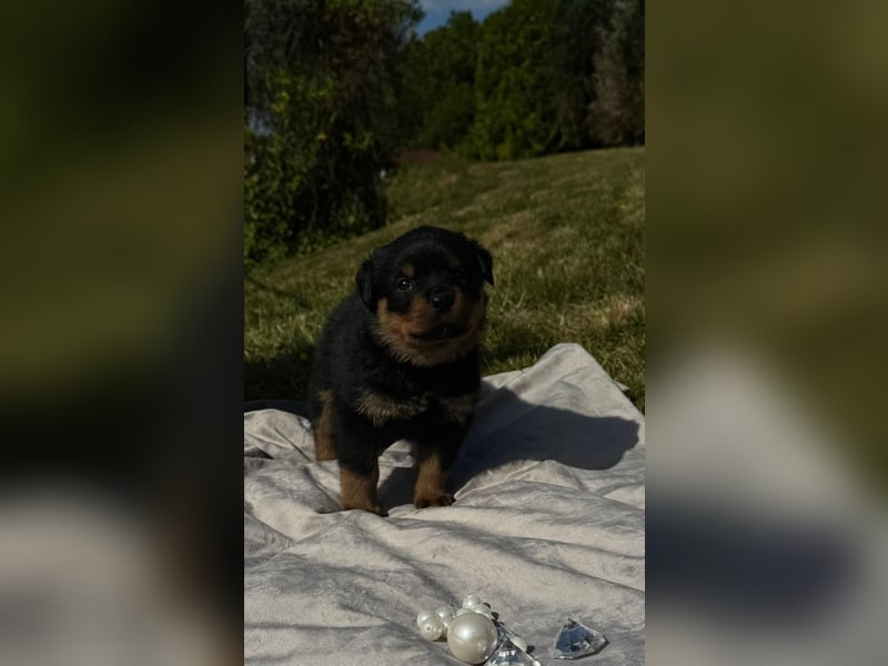 Rottweiler Welpen