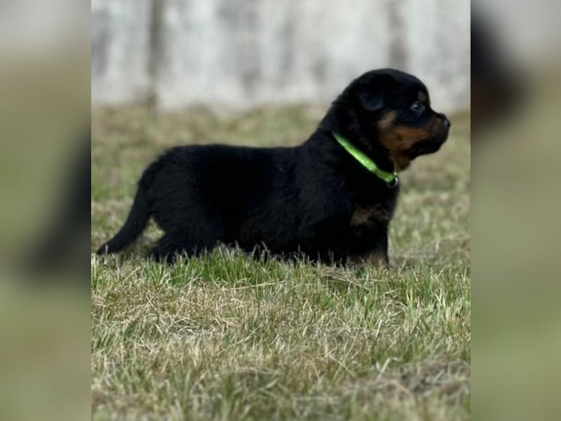 Rottweiler Welpen