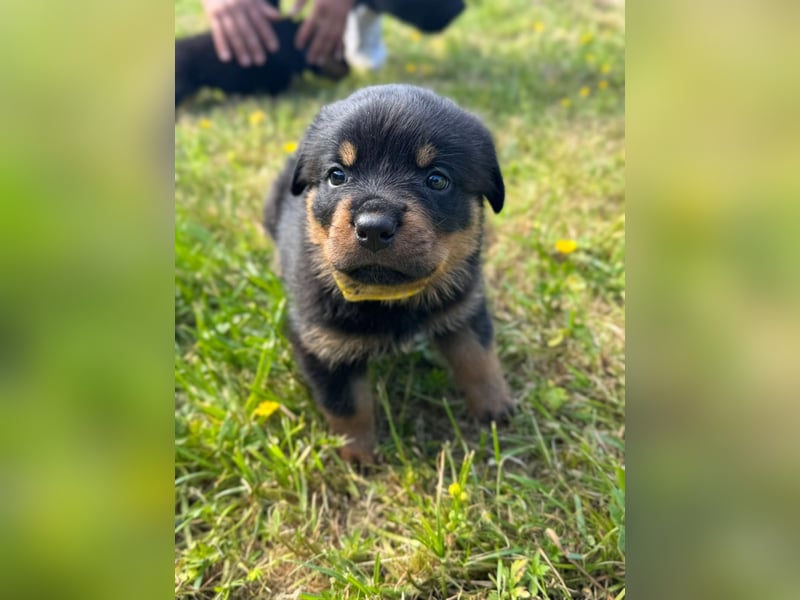 Rottweiler Welpen