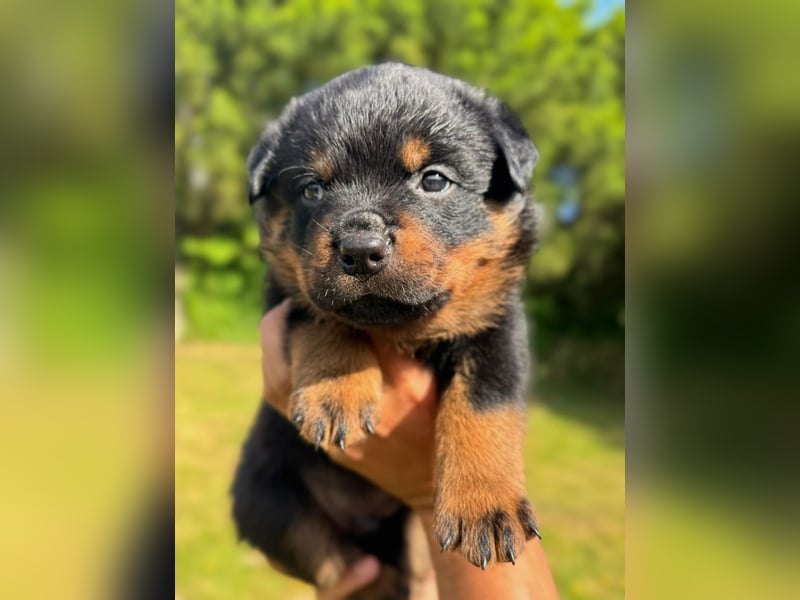 Rottweiler Welpen