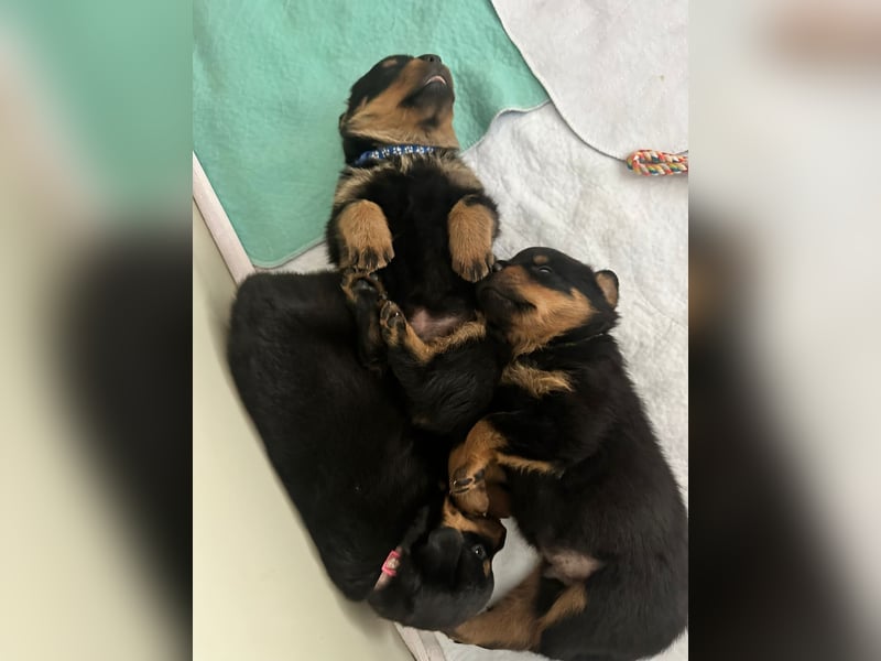 Rottweiler Welpen