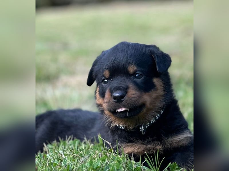 Rottweiler Welpen