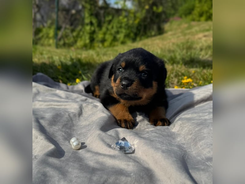 Rottweiler Welpen