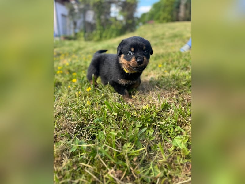 Rottweiler Welpen