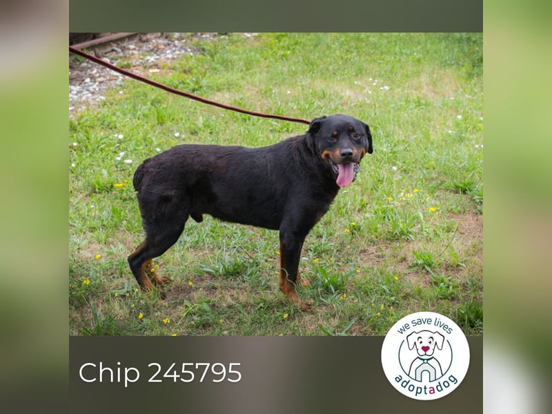 Chip 156926: Sucht ein Zuhause
