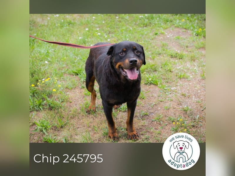 Chip 156926: Sucht ein Zuhause