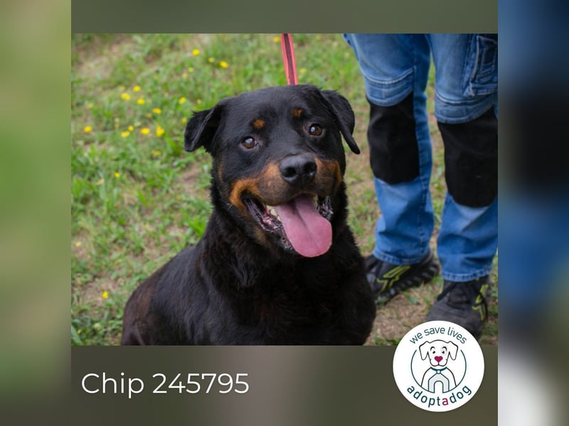 Chip 156926: Sucht ein Zuhause