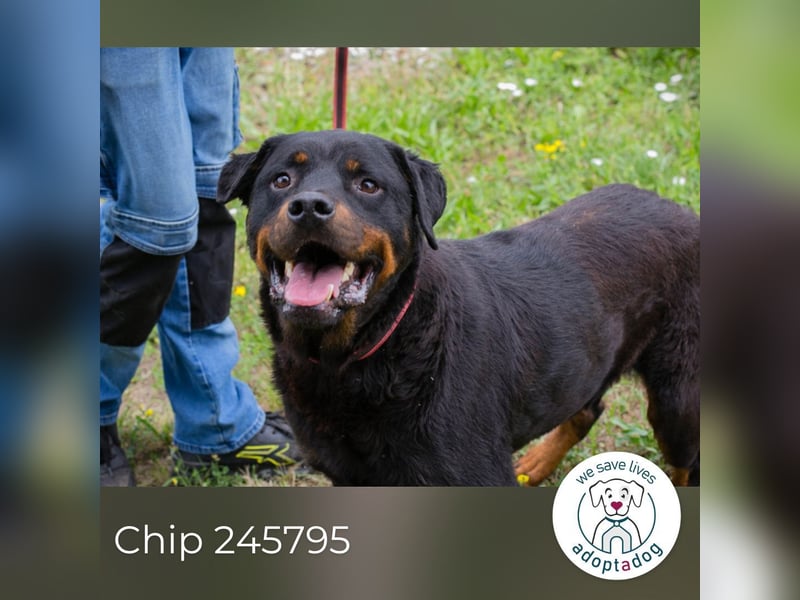 Chip 156926: Sucht ein Zuhause