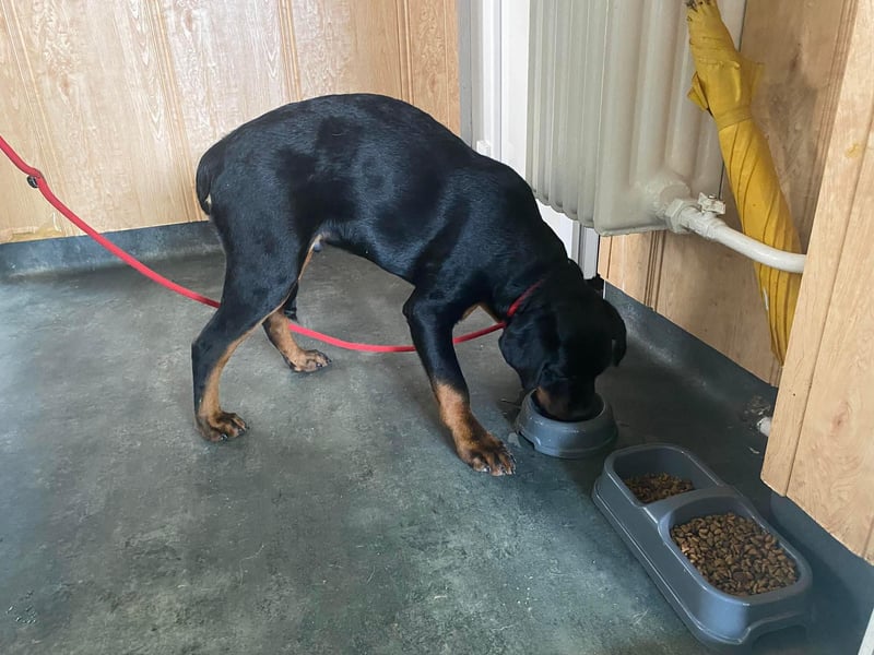 Axel, sucht eine aktive Familie….