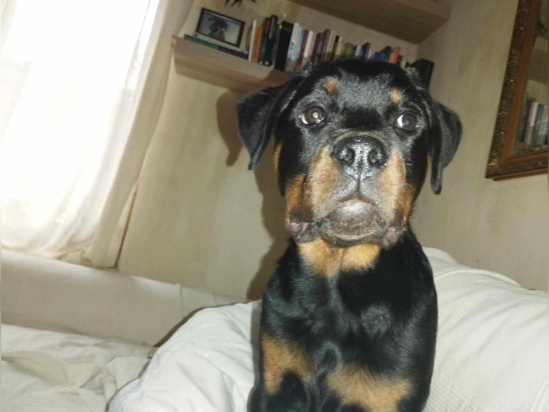 Axel, sucht eine aktive Familie….
