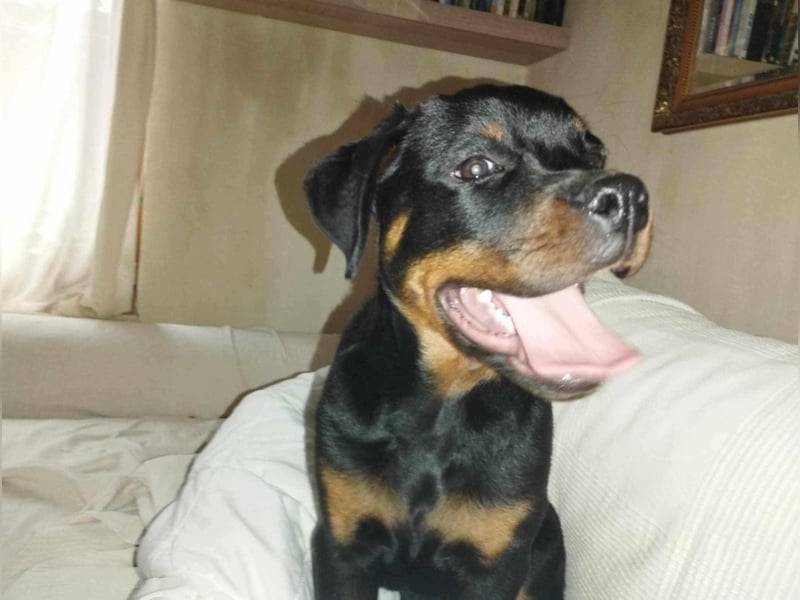 Axel, sucht eine aktive Familie….